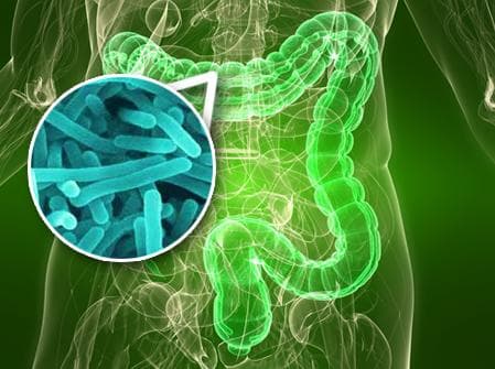 Il Microbiota, un illustre sconosciuto – seconda parte