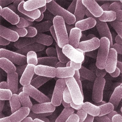 Il Microbiota, un illustre sconosciuto – prima parte
