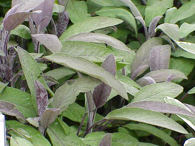 Le proprietà curative della Salvia